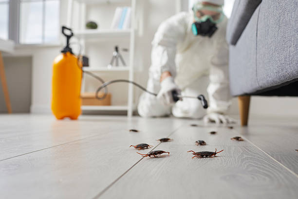 Post-Treatment Bed Bug Interceptor Monitoring in Bradley Beach